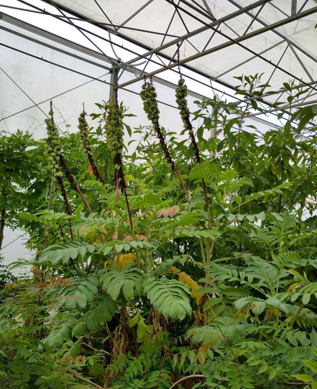 Melianthus major