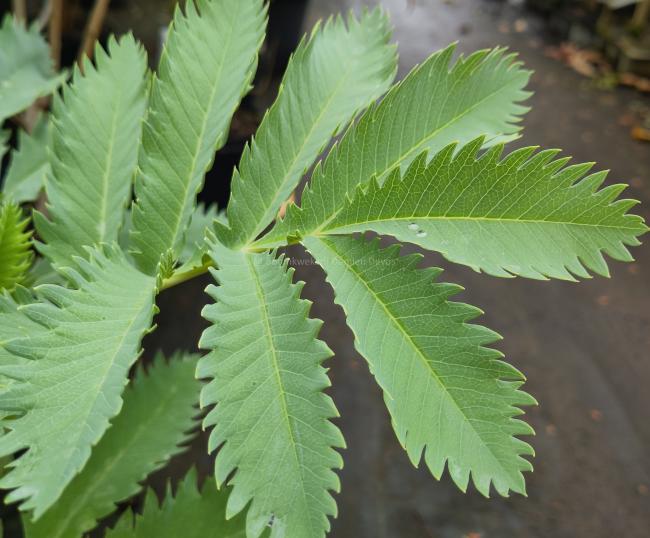 Melianthus major