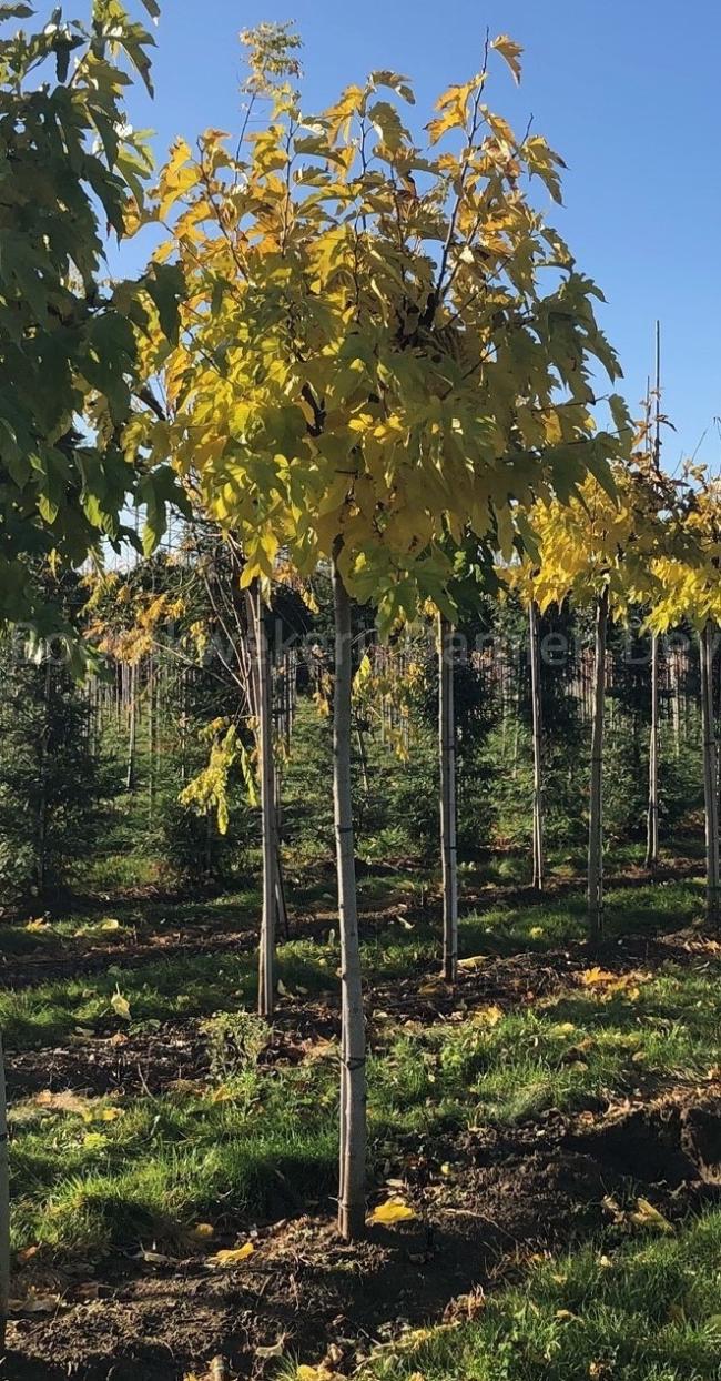 Morus alba 'Fruitless'