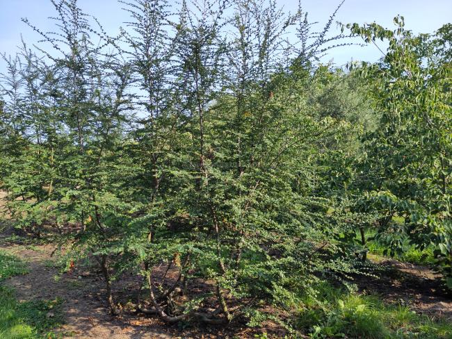 Nothofagus antartica