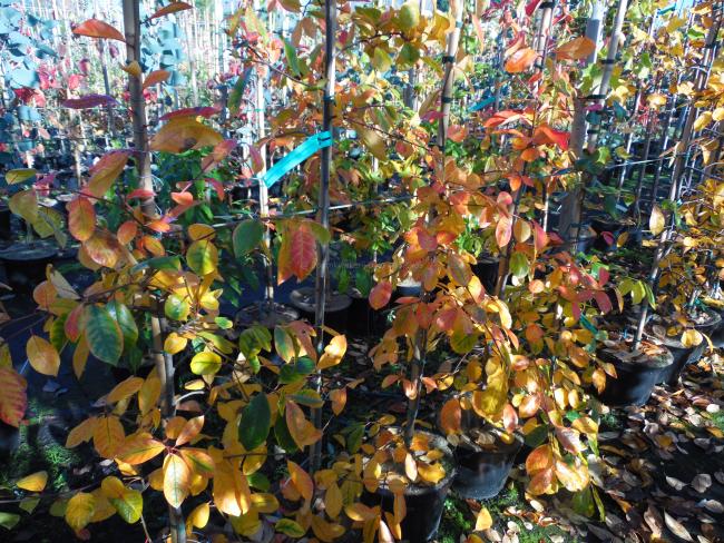 Nyssa sylvatica 'Autumn Cascade'