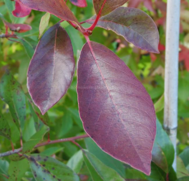 Nyssa sylvatica 'Miss Scarlet'