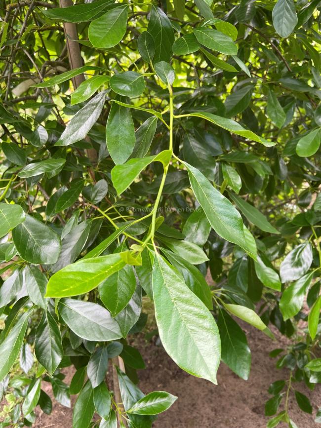 Nyssa sylvatica 'Miss Scarlet'
