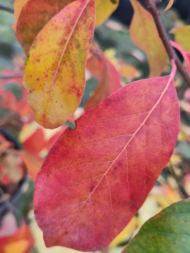 Nyssa sylvatica 'Red Vain'