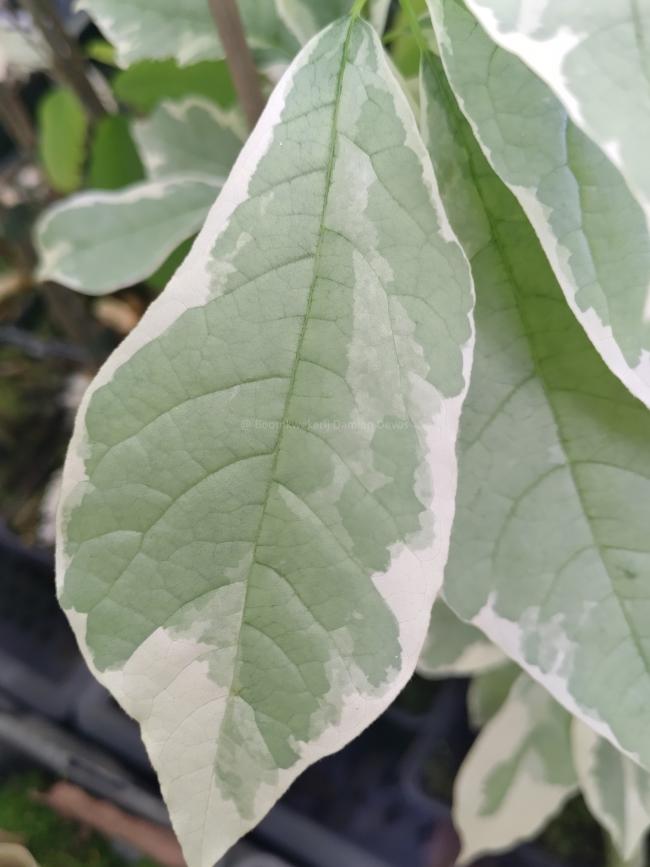 Nyssa sylvatica 'Sheri's Cloud'