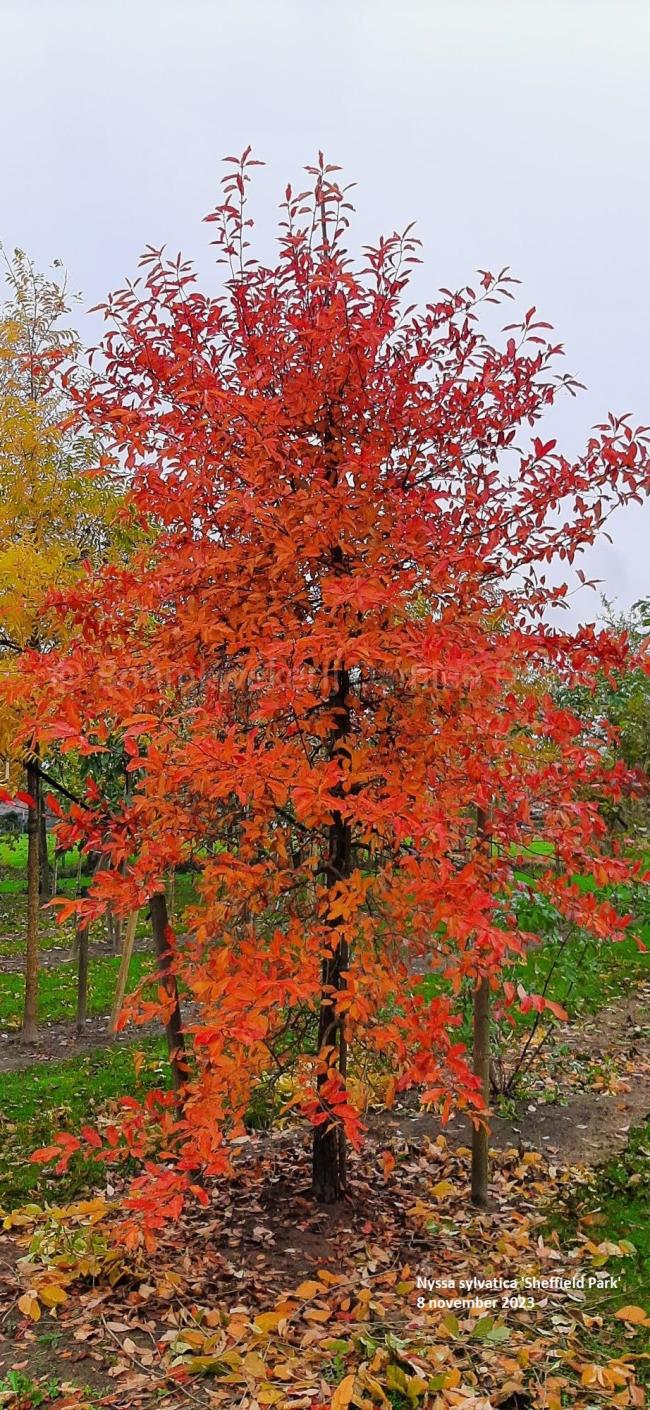 Nyssa sylvatica 'Sheffield Park'