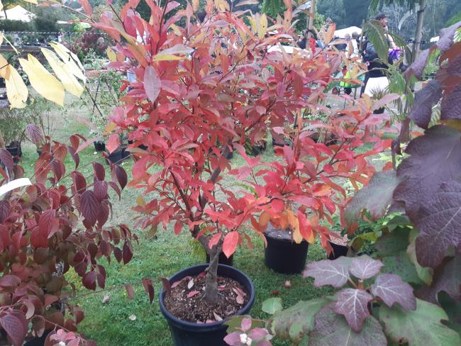 Nyssa sylvatica 'Sheffield Park'