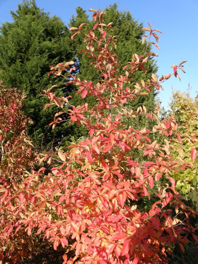 Nyssa sylvatica 'Sheffield Park'