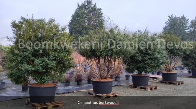 Osmanthus burkwoodii (x)