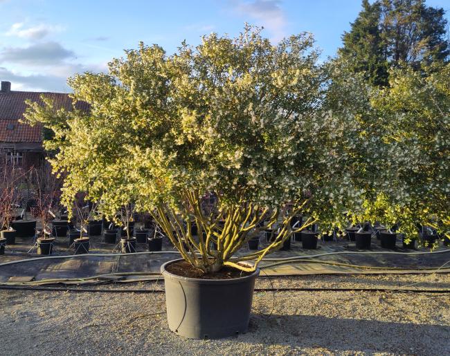 Osmanthus burkwoodii (x)