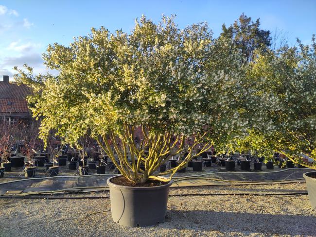 Osmanthus burkwoodii (x)