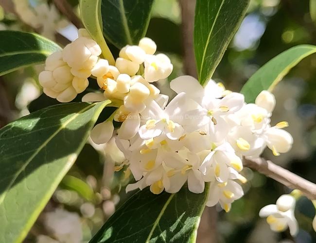 Osmanthus heterophyllus