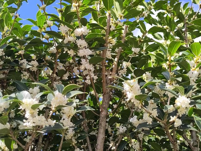 Osmanthus heterophyllus
