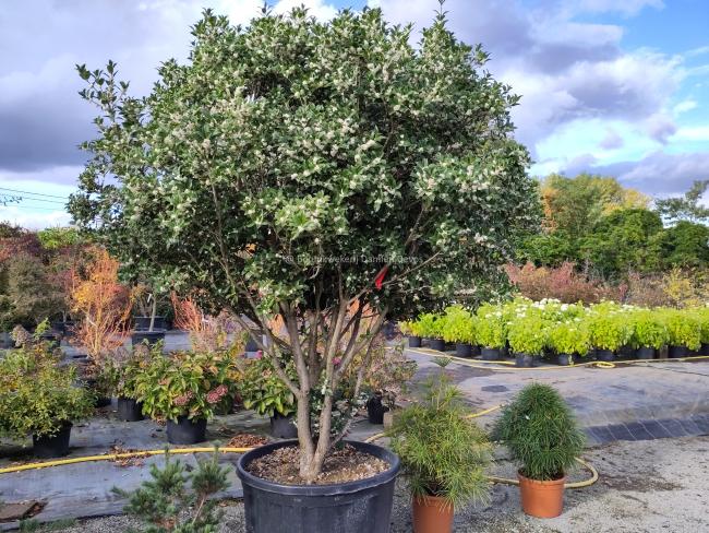 Osmanthus heterophyllus