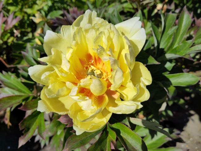 Paeonia 'Bartzella' (Itoh)
