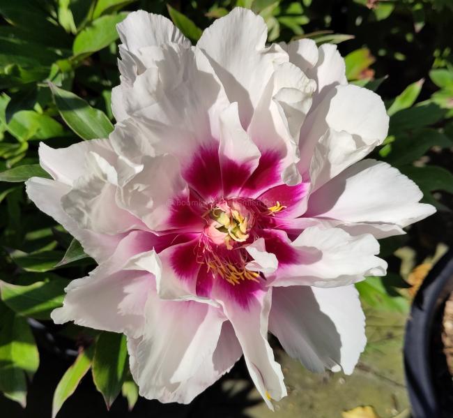 Paeonia 'Cora Louise' (Itoh)