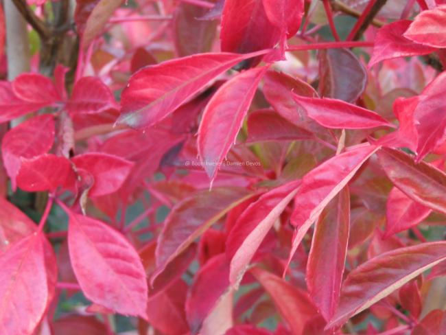 Parthenocissus henryana