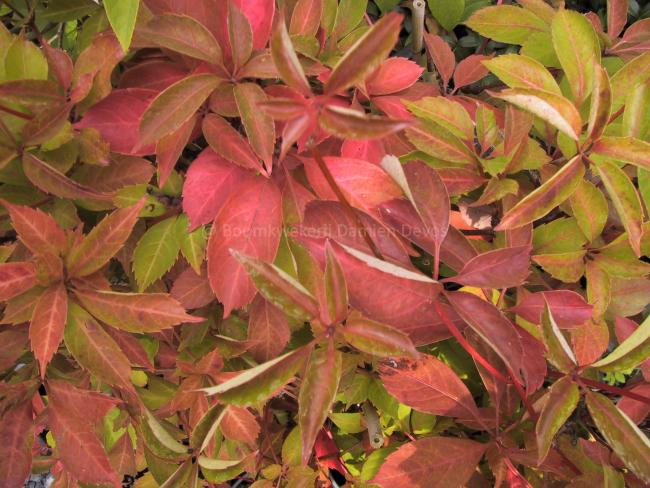 Parthenocissus henryana