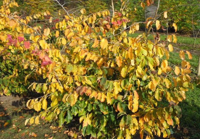 Parrotia persica