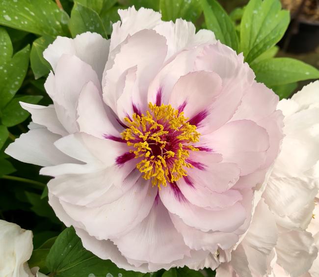 Paeonia suffruticosa 'Lan Yue Liang'