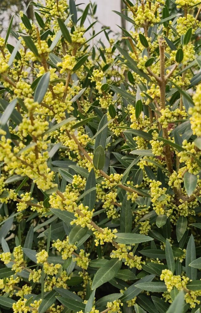 Phillyrea angustifolia