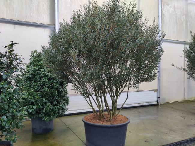 Phillyrea angustifolia