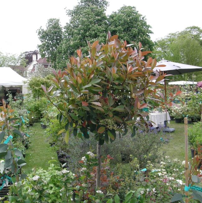 Photinia fraseri 'Red Robin' (x)