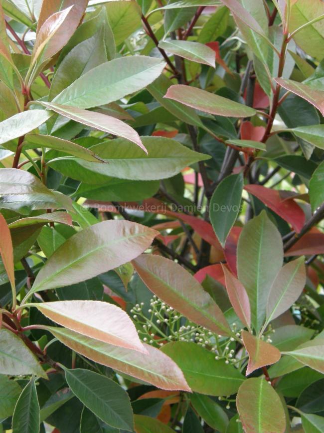 Photinia fraseri 'Red Robin' (x)