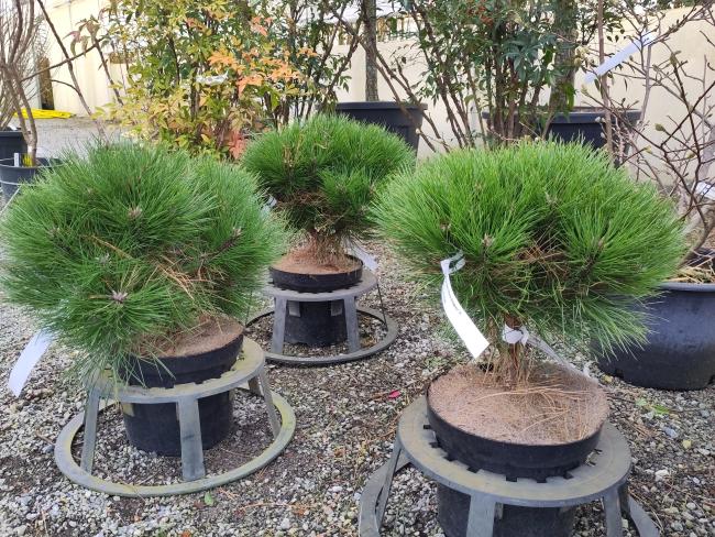 Pinus nigra 'Marie Brégeon' ®