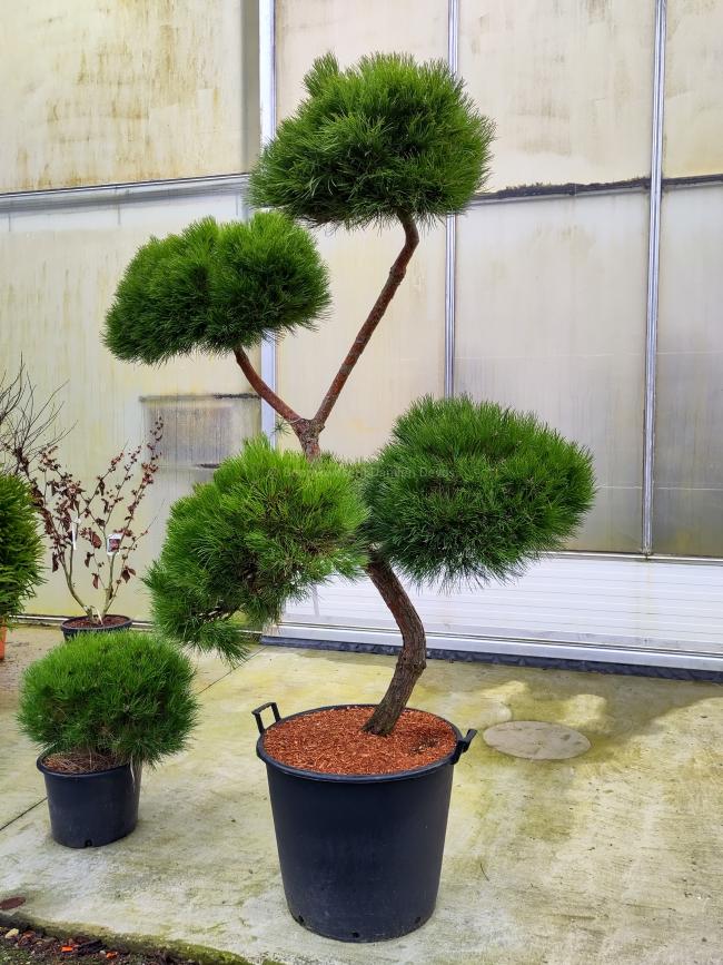 Pinus nigra 'Marie Brégeon' ®