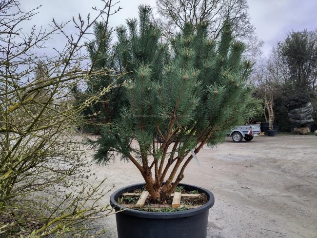 Pinus sylvestris 'Watereri'