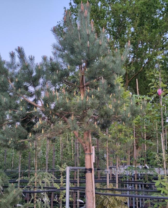 Pinus sylvestris