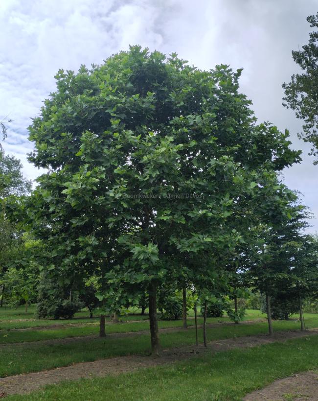 Platanus hispanica 'Alphen's Globe' (x)