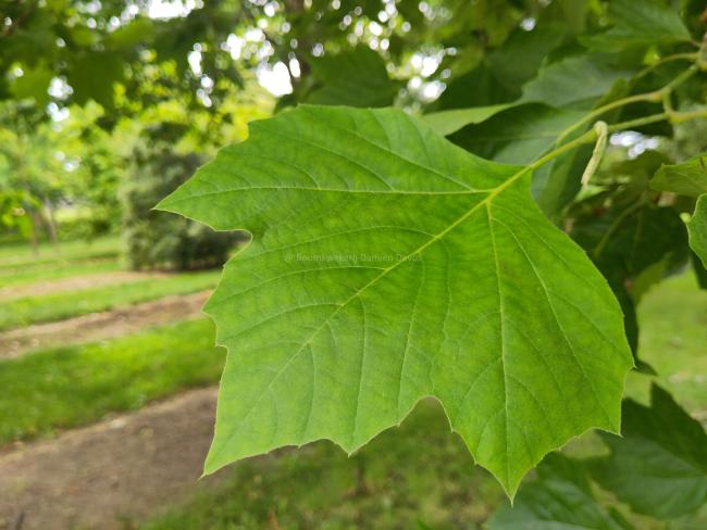 Platanus hispanica 'Alphen's Globe' (x)