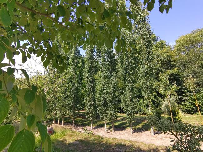 Populus tremula 'Erecta'