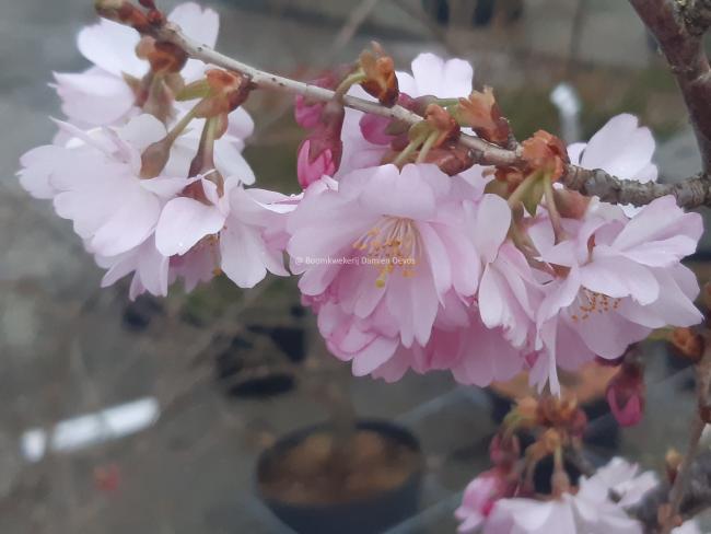 Prunus 'Accolade'