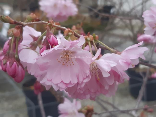 Prunus 'Accolade'