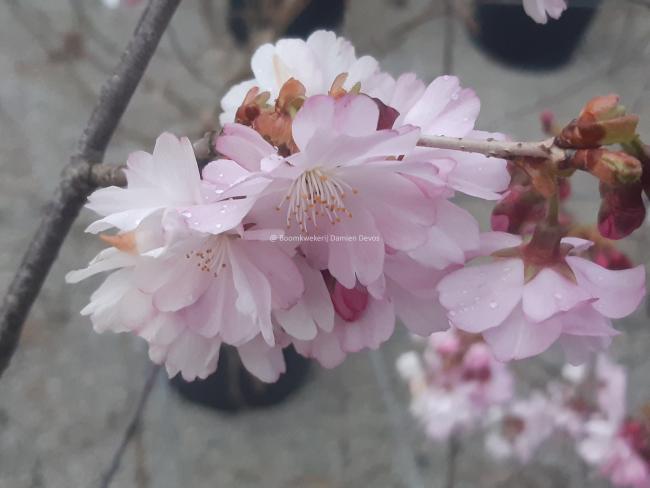 Prunus 'Accolade'