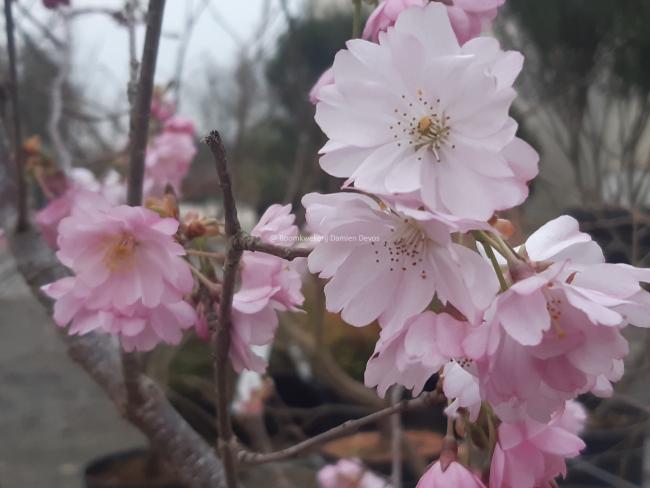Prunus 'Accolade'