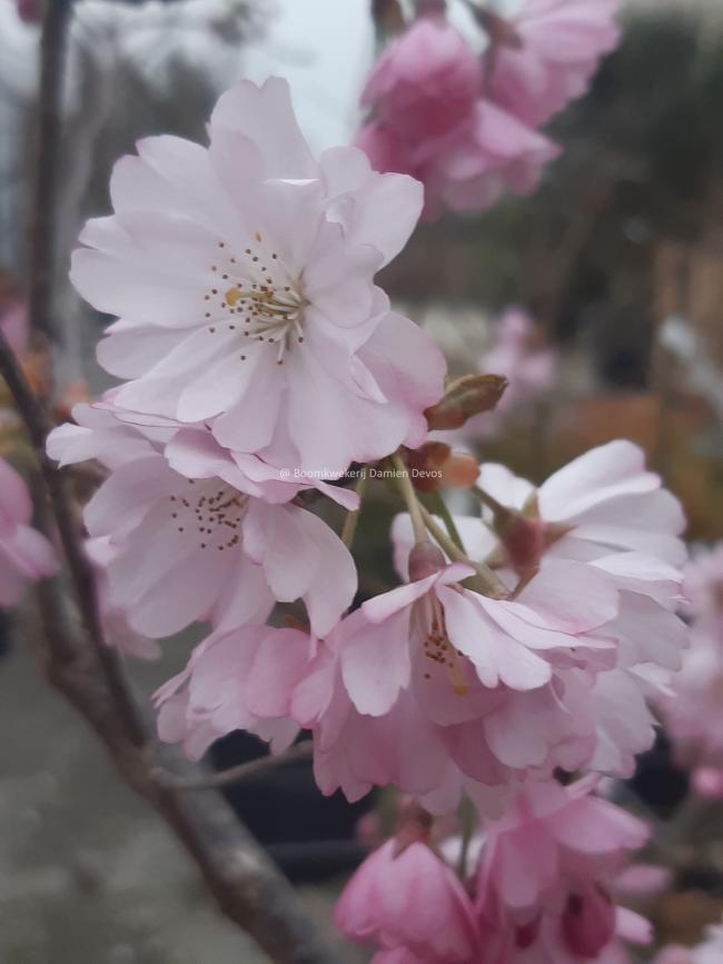 Prunus 'Accolade'