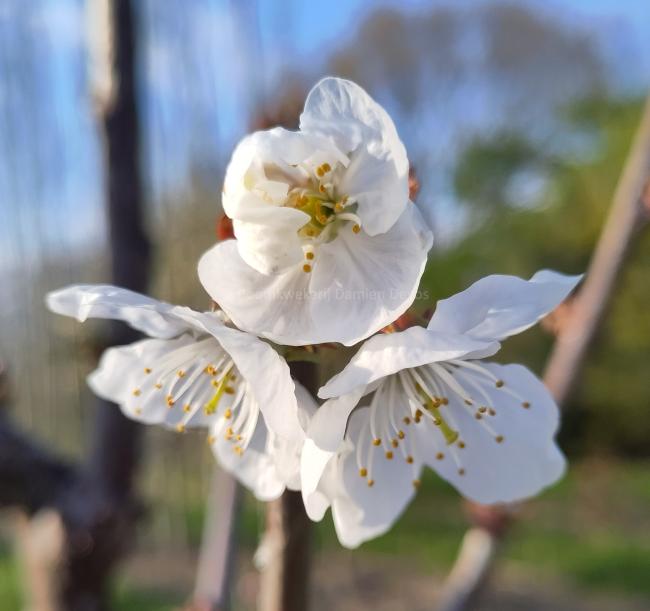 Prunus avium 'Regina'