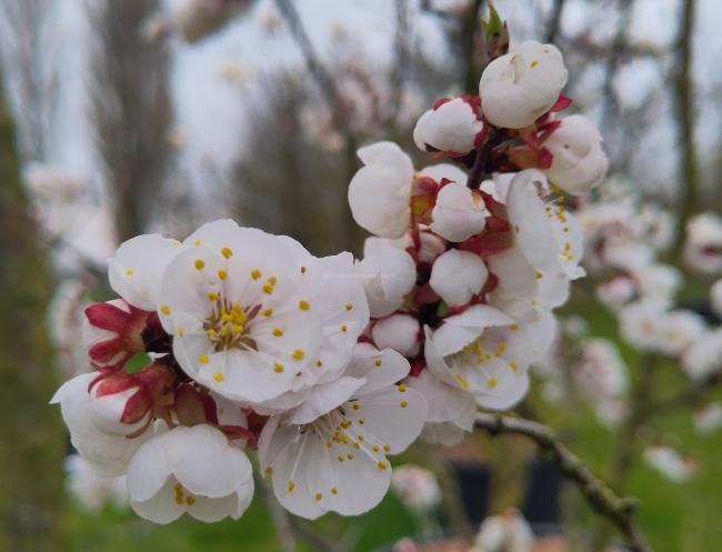 Prunus armeniaca 'Tros Oranje'