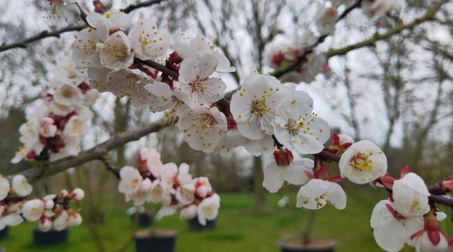 Prunus armeniaca 'Tros Oranje'