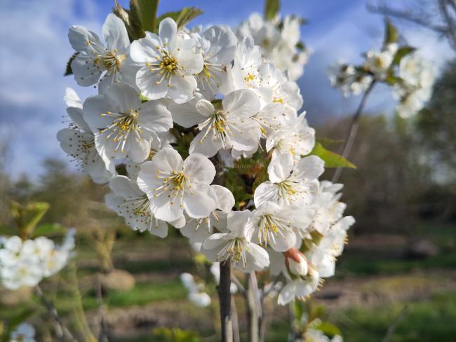 Prunus cerasus 'Pater Stefaan'