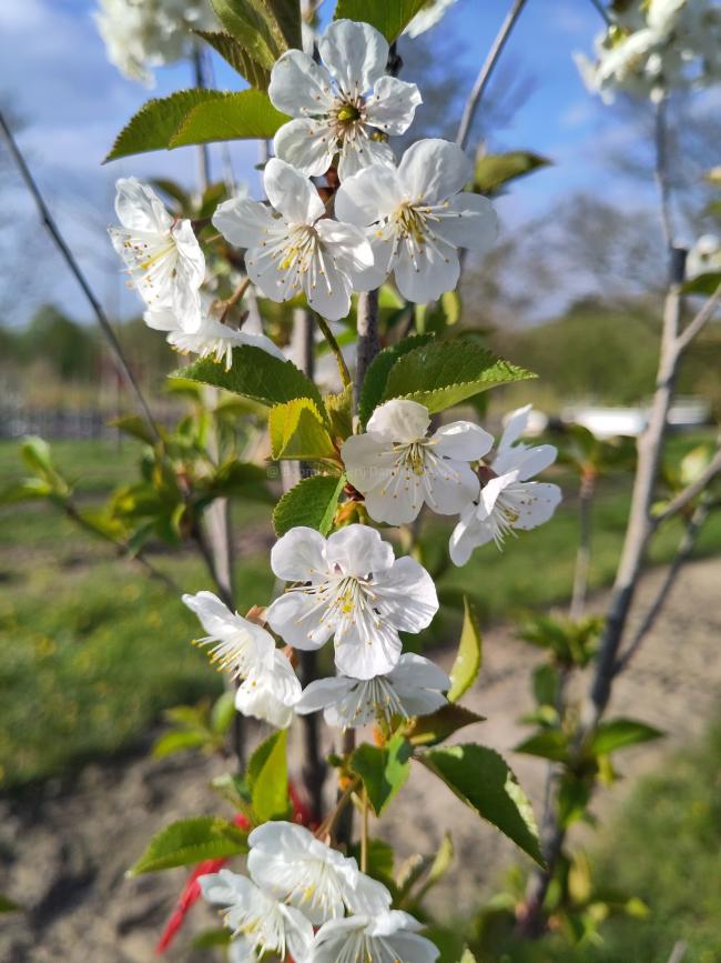 Prunus cerasus 'Pater Stefaan'
