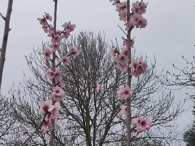 Prunus dulcis 'Robijn'