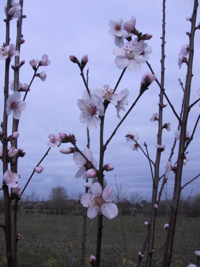 Prunus dulcis