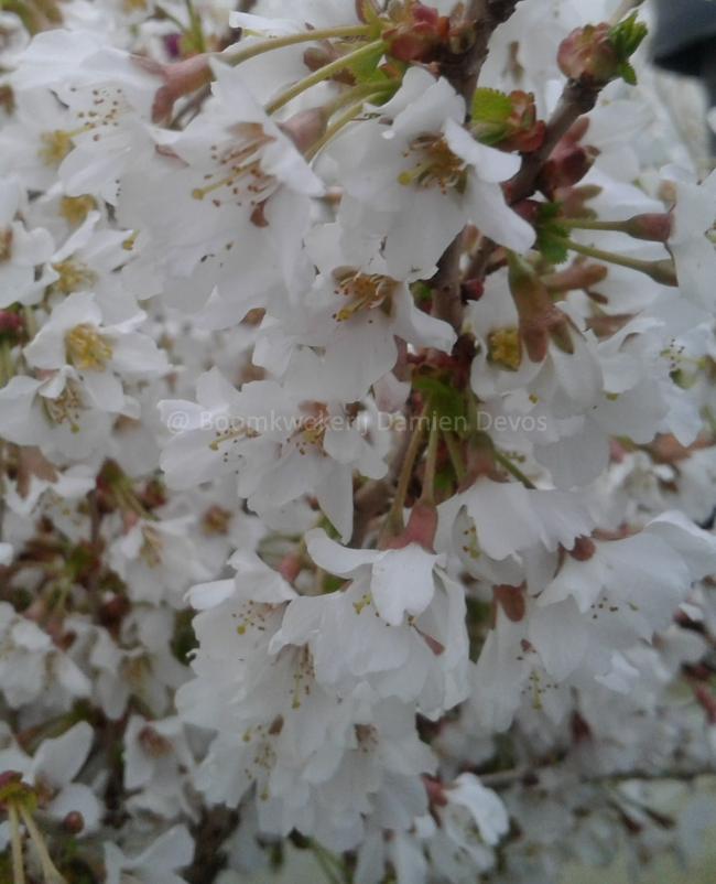 Prunus incisa 'Kojou-no-mai'