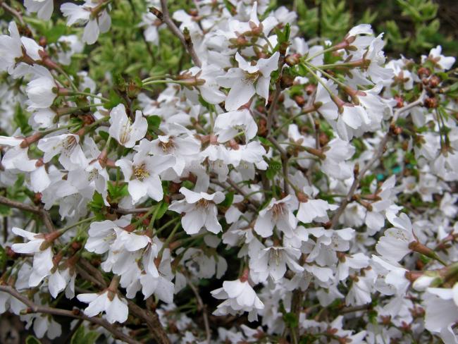 Prunus incisa 'Kojou-no-mai'