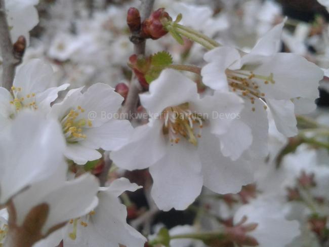 Prunus incisa 'Kojou-no-mai'